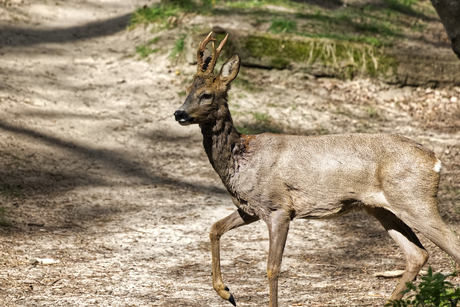 Het zal maar op je pad komen...