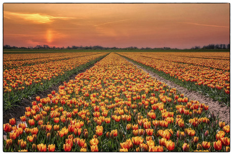 Oranje.....