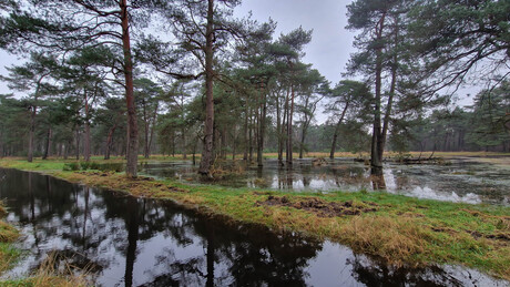 De Hindenkamp (Veluwe)