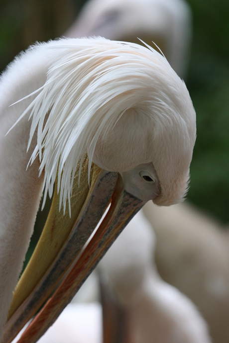 pelikaan