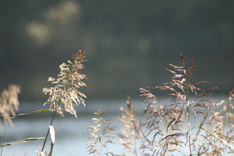 aan het water