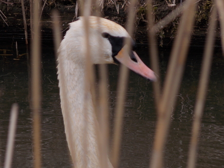 wandelen 21-04 zwaan-riet (2).JPG