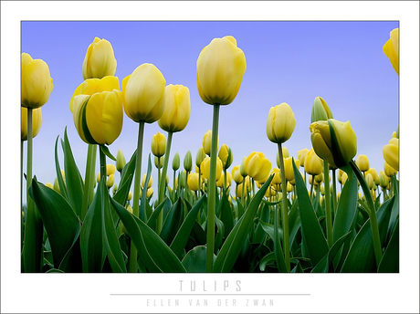 Tulips