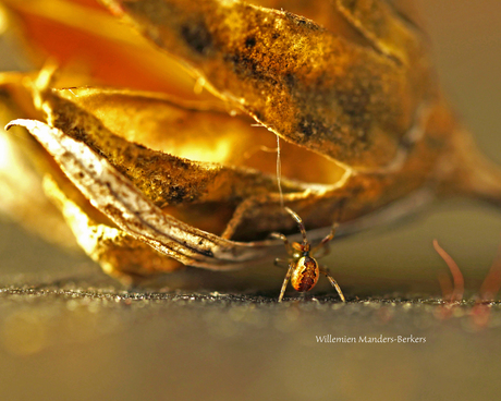 macro spin bloem