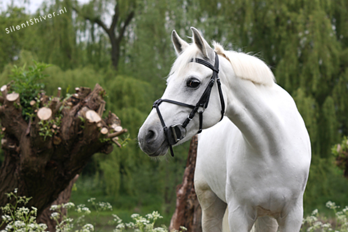 marathon aankunnen Toneelschrijver Wit paard - foto van Paardenfotografe - Dieren - Zoom.nl