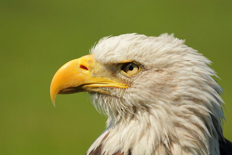 Go Ahead Eagles eagle