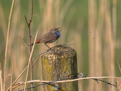 20190407-denBosch-1044491