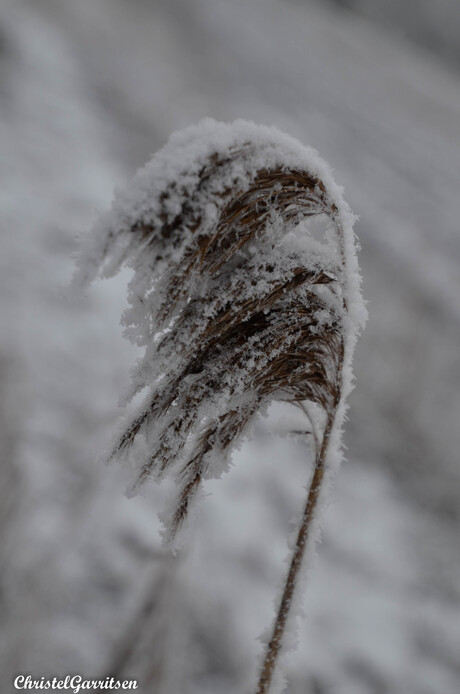 Stukje winter