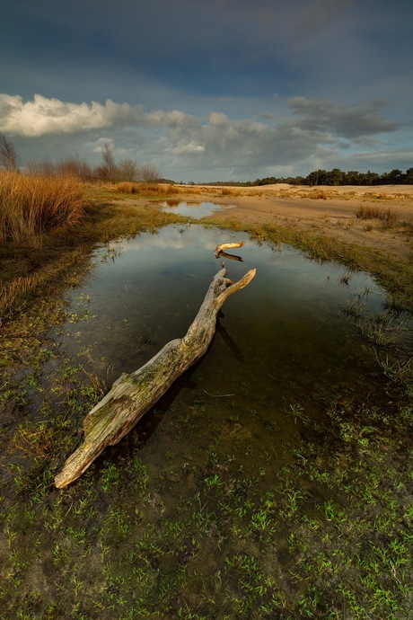 Loonse duinen.