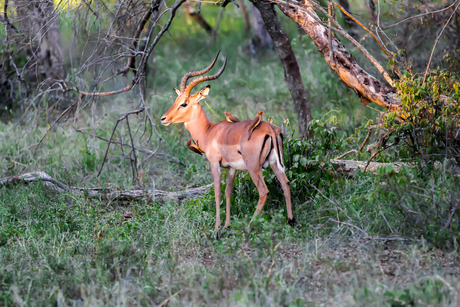 Impala