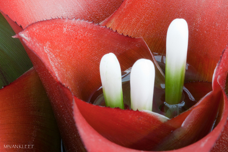 Bromelia macro