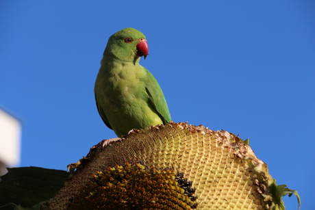 Groene halsband parkiet