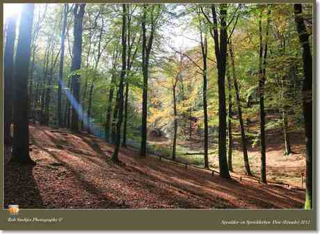 Speulder- en Sprielderbos Drie (Ermelo) 2012