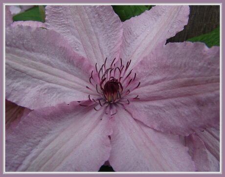 Clematis in bloei.....