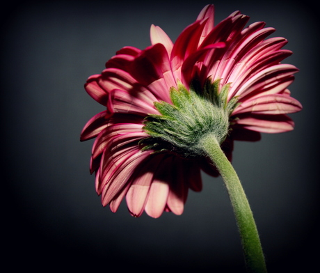 Gerbera jamesonii