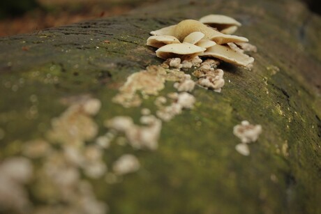 Paddenstoelen op een boomstam