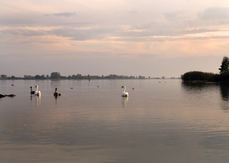 zwanen in de avond