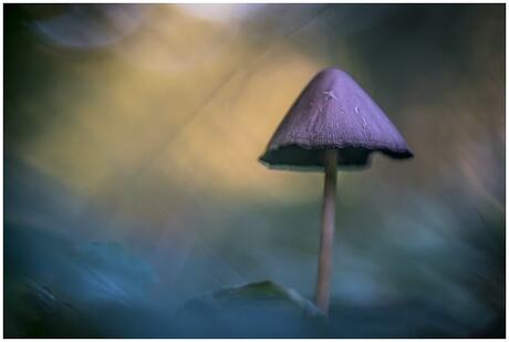 Mysterious mushroom