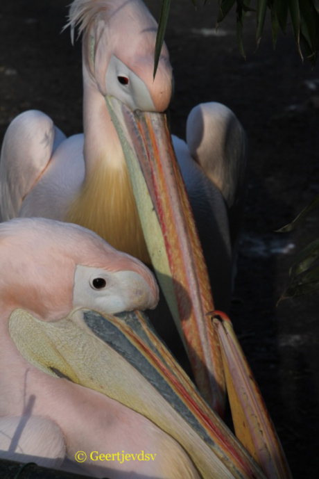De roze pelikanen