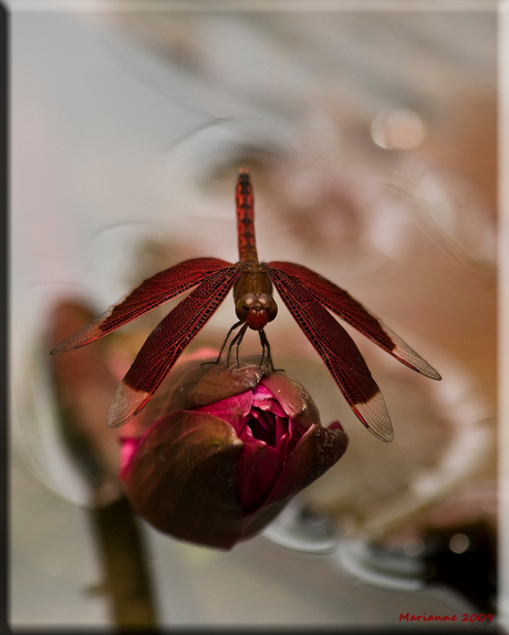 Red grasshawk dragonfly 2