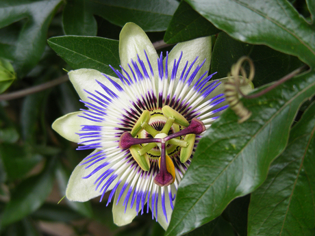 Passiflora