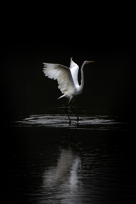 Waterballet