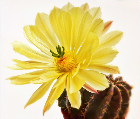 Cactusbloem