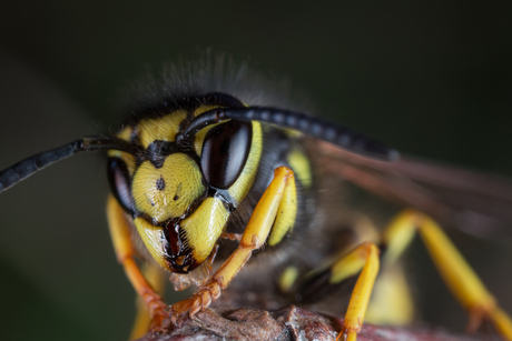 Duitse wesp (Vespula germanica)