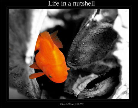 Life in a Nutshell