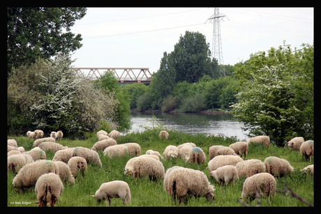 Schapen aan de Maas