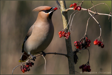 Pestvogel