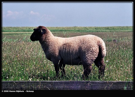 Schaap in Marken