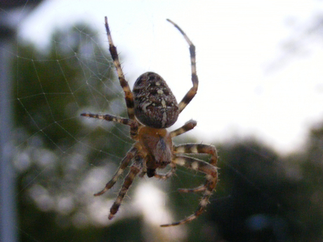 Spin in de achtertuin
