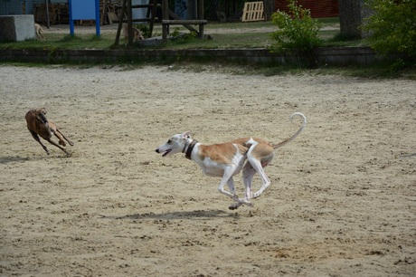 Galgo in aktie