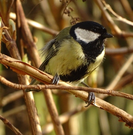 Koolmees in de tuin