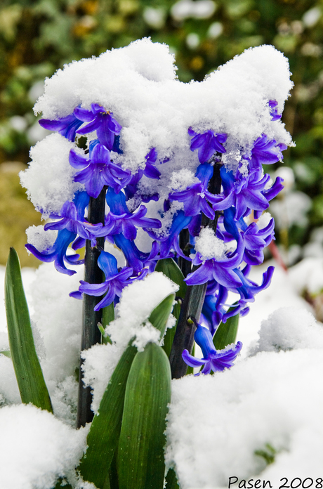 Hyacint in de sneeuw