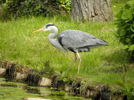 Reiger, loerend op prooi