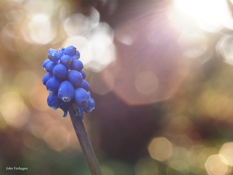 Blauwe druifjes