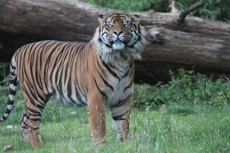 Sumatraanse tijger