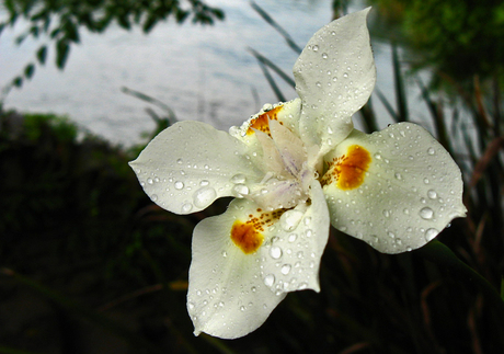 Witte iris met waterdruppels