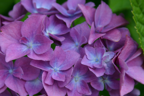 Hortensia