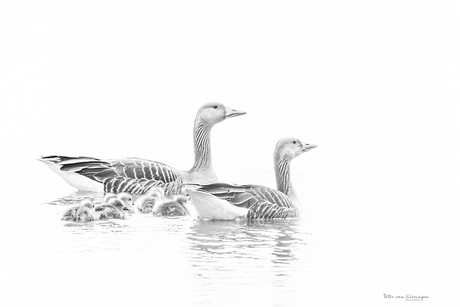 grauwe gans met jongen in zwart wit