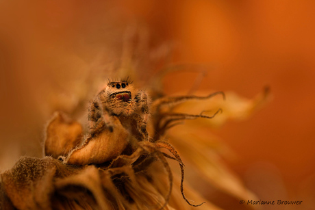 Phidippus princeps