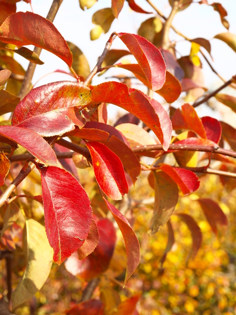 herfst in zuidbeveland