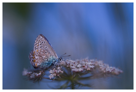 Icarus blauwtje