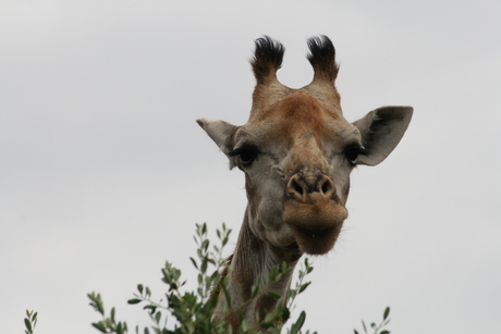 Giraffe in Krugerpark