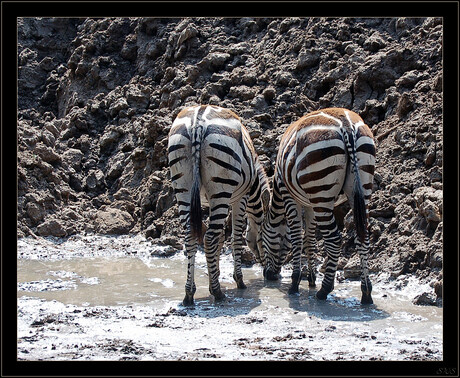 zebra's from behind