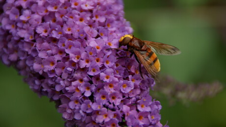 Volucella zonaria