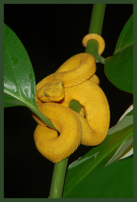 pit viper