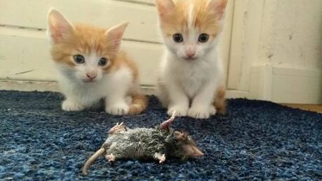 kittens met dode muis